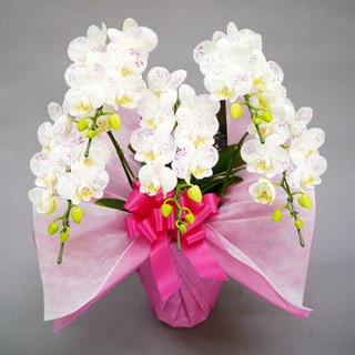 化粧蘭　5本立　ミディ 【27,000円】